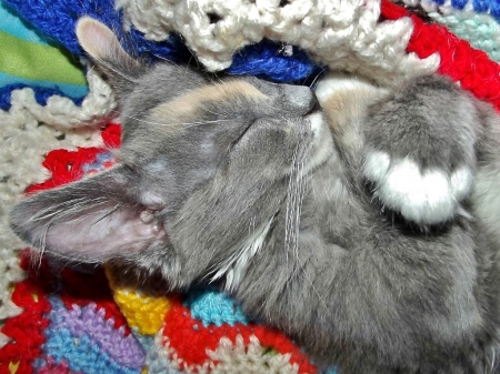 Snuggly Kitty - sleeping, cat, cute, cute kitten, kitten