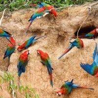 Macaws