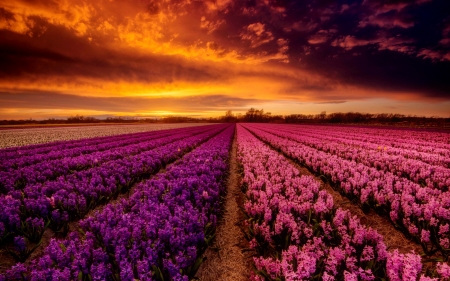 Fiery sky over field - clouds, amazing, beautiful, flowers, colorful, sunset, field, fiery, sky