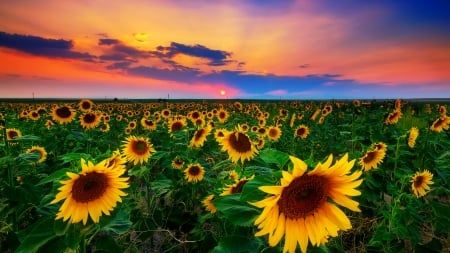 Sunflowers field - sky, sunflowers, beautiful, clouds, colorful, field, sunset