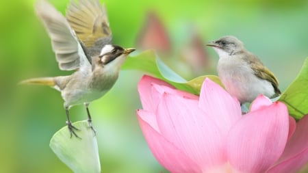 Touch Me - lotus, flowers, couple, birds