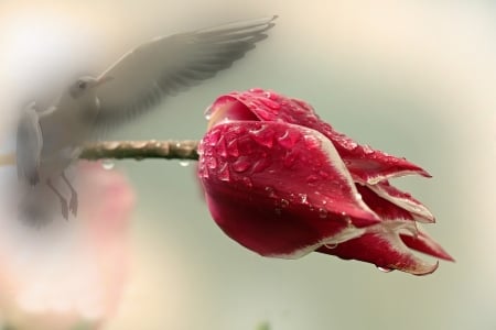 Beautiful Flower! - bird, flower, nature, tulip