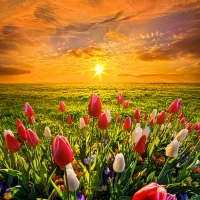 Tulips at Sunset