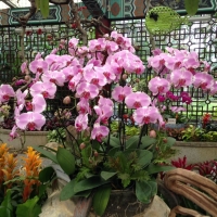 Orchids