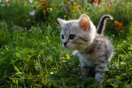 ღ❤ღ - flowers, animal, kitten, cat