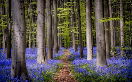 Spring - blue, green, spring, forest, flower, tree