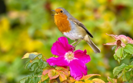 Robin - bird, robin, flower, pink, orange, green, rose, pasare, cute