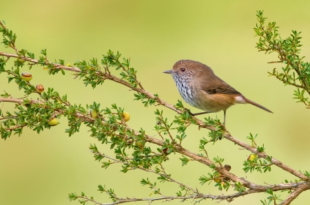 Brown Thornbill - brown thornbill, pasare, bird, branch, green