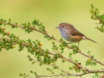 Brown Thornbill