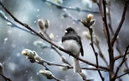 Last snow - bird, branch, winter, blue, snow, spring, black, white, pasare