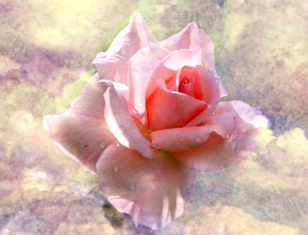 Pink Rose - pretty, rose, flower, pink