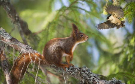 Nice to meet you! - funny, animal, cute, bird, squirrel, pasare, veverita, tree, green