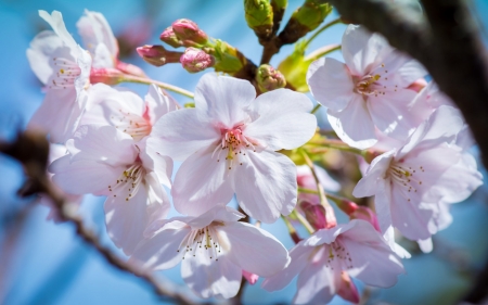 Spring - white, blue, blossom, spring, flower