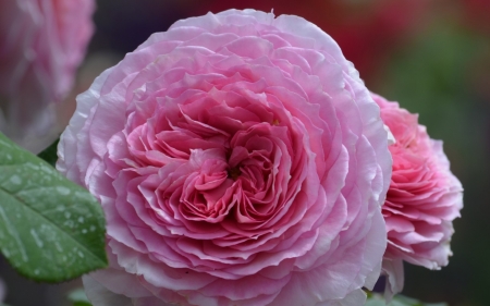 Rose - flower, pink, rose, macro