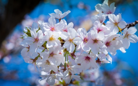 Spring - white, blue, blossom, flower, spring