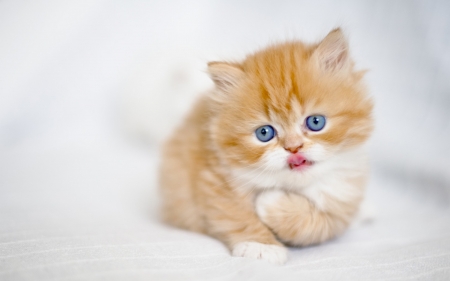 Kitten - paw, tongue, cat, blue eyes, pisica, kitten, ginger, white, orange, animal, cute, persian