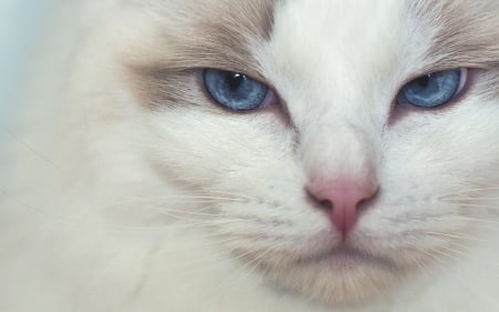 Cat - white, animal, pisica, face, ragdoll, cat, blue eyes