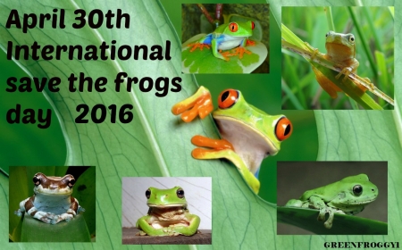 SAVE THE FROGS DAY - DAY, SAVE, IMAGE, FROGS