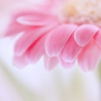 Soft Pink Gerbera