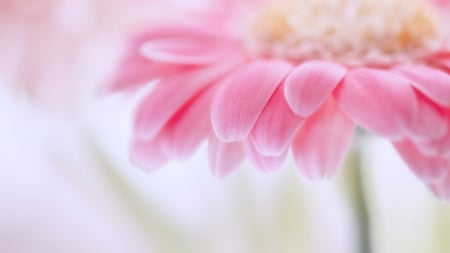 Soft Pink Gerbera - dainty, summer, daisy, spring, flower, pink, Firefox Persona theme, soft, garden, gerbera