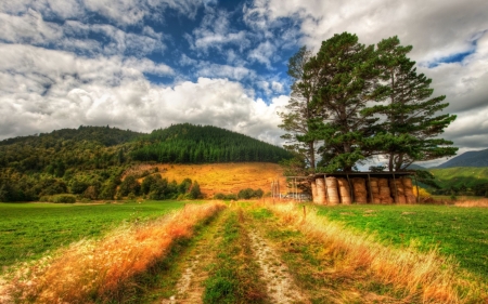 Country Road - golden, trees, road, country