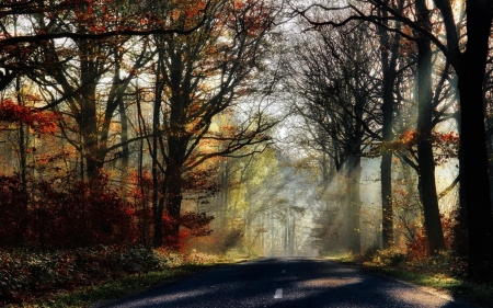 Wonderful Road - nature, tree, sunlights, road