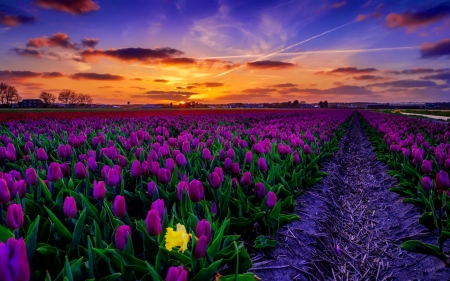 Tulips field at sunset - flowers, tulips, sunset, summer, amazing, beautiful, field, sky