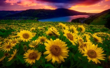 Sunflowers at sunset - flowers, sunflowers, sunset, amazing, beautiful, lake, mountain, sky