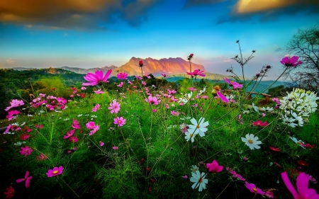 Mountain wildflowers - sky, landscape, beautiful, wildflowers, mountain