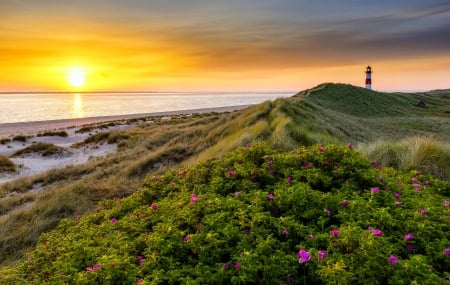 Sea sunrise - rays, beach, lighthouse, sky, landscape, sunset, glow, reflection, beautiful, sea, sunrise, wildflowers