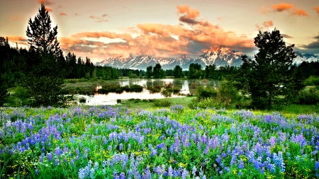 Flower Field - Field, Lake, Nature, Flowers