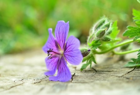 Beautiful Flower! - flower, nature, purple, beautiful