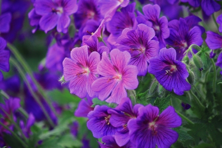 Beautiful Flowers! - flowers, nature, purple, beautiful