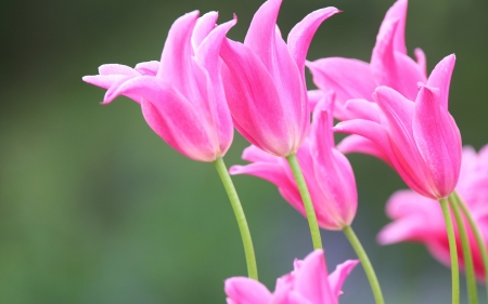 Tulips - flower, pink, tulip, spring, green