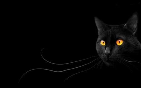 Black cat - black, yellow eyes, animal, pisica, halloween, cat