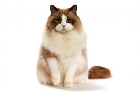 Cat - white, animal, pisica, ragdoll, cat