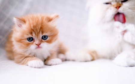 Kitten - itten, cat, animal, orange, cute, pisica, persian, ginger