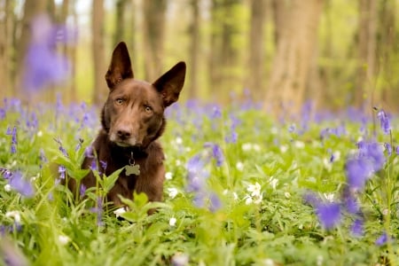 Dog - animal, purple, green, brown, dog, caine, flower