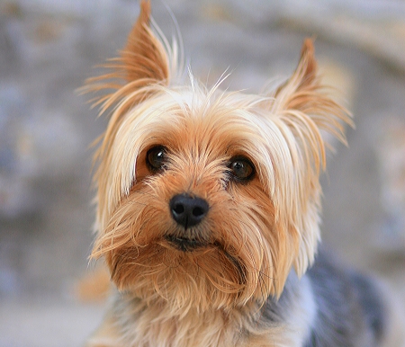 Yorkshire Terrier - animal, cute, yorkshire terrier, dog, caine, face, puppy