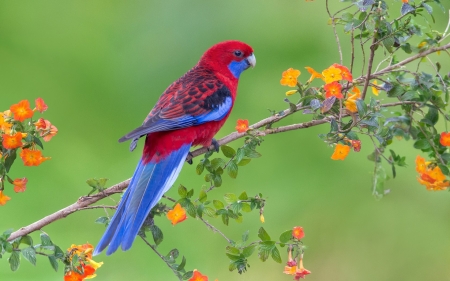 PARROT - wings, blossoms, leaves, feathers