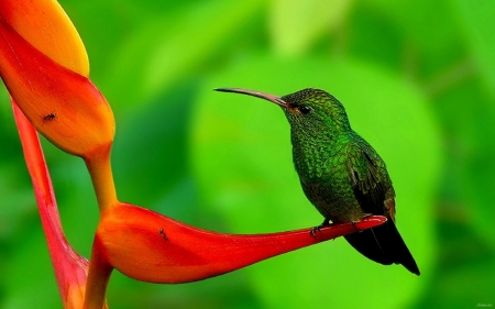 HUMMINGBIRD - colors, feathers, beak, flower