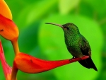 HUMMINGBIRD