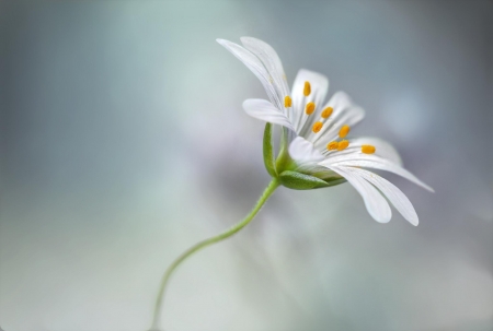 FLOWER - leaves, petals, colors, stem