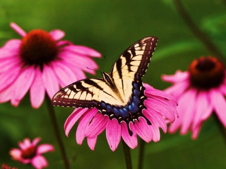 MONARCH - Insect, Petals, Wings, Flowers