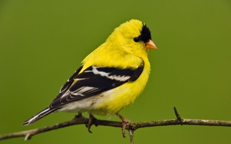 GOLD FINCH - wings, feathers, colors, branch