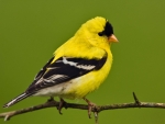 GOLD FINCH