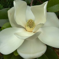 MAGNOLIA