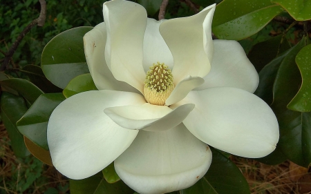 MAGNOLIA - leaves, petals, nature, color