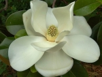 MAGNOLIA