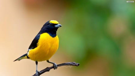 BIRD - wings, feathers, colors, branch